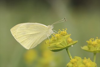 Small white (Pieris rapae), Provence, southern France