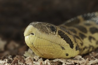 Common anaconda (Eunectes murinus), captive, occurring in South America