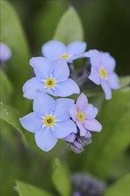 Water forget-me-not (Myosotis scorpioides), flowers, North Rhine-Westphalia, Germany, Europe