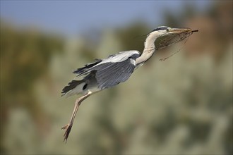 Grey heron or grey heron (Ardea cinerea) flying with nesting material in its beak, Camargue,