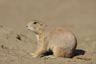 Black-tailed prairie dog (Cynomys ludovicianus), captive, occurring in North America