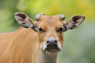 Tembadau (Bos javanicus), female, portrait, captive, occurrence in Southeast Asia