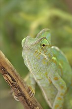 Veiled chameleon (Chamaeleo calyptratus), female, captive, occurring in the Arabian Peninsula