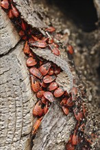 Firebug (Pyrrhocoris apterus), North Rhine-Westphalia, Germany, Europe