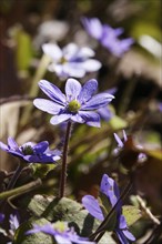 Liverwort (Hepatica nobilis), March, Germany, Europe