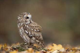 Tawny owl (Strix aluco) adult bird amongst fallen autumn leaves in a woodland, England, United