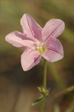 Cantabrican morning glory (Convolvulus cantabrica), flower, Provence, southern France