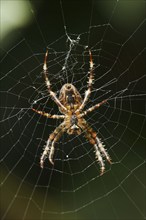 European garden spider (Araneus diadematus), female in web, North Rhine-Westphalia, Germany, Europe