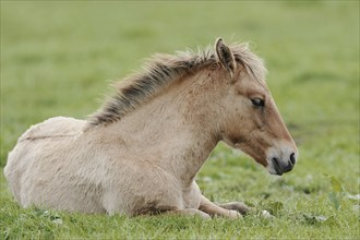 Dülmener Wildpferd, foal, Merfelder Bruch, Dülmen, North Rhine-Westphalia, Germany, Europe