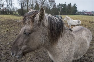 Portrait of a horse in a paddock near rain, Mecklenburg-Vorpommern, Germany, Europe