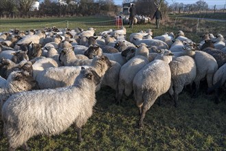 Black-headed domestic sheep (Ovis gmelini aries) penned for loading on the pasture in the early