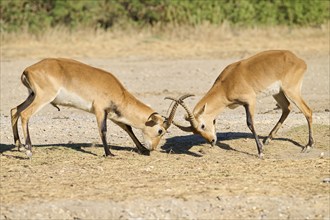 Southern lechwe (Kobus leche) arguing with each other walking in the dessert, captive, distribution