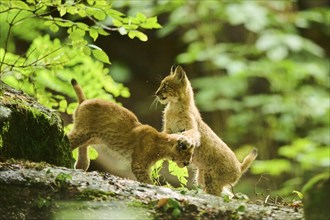 Eurasian lynx (Lynx lynx) youngsters playing in a forest, Bavaria, Germany, Europe