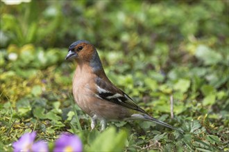 Male common chaffinch (Fringilla coelebs) foraging in a spring meadow, Baden-Württemberg, Germany,