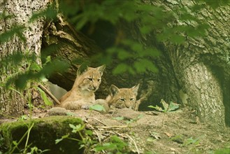 Eurasian lynx (Lynx lynx) youngsters lying in a forest, Bavaria, Germany, Europe