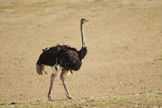 Common ostrich (Struthio camelus) male in the dessert, captive, distribution Africa