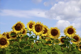 Sunflowers (Helianthus annuus), July, Saxony, Germany, Europe