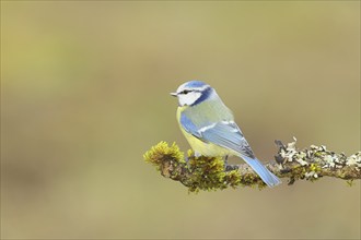 Blue tit (Parus caeruleus), sitting on a branch overgrown with lichen and moss, Wilnsdorf, North