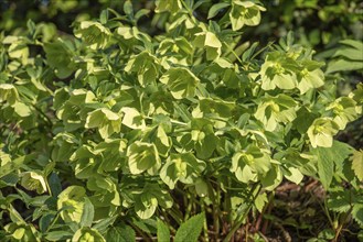 Palm-leaved hellebore (Helleborus foetidus), Bavaria, Germany, Europe