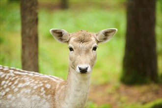 European fallow deer (Dama dama) in a forest, portrait, Bavaria, Germany, Europe