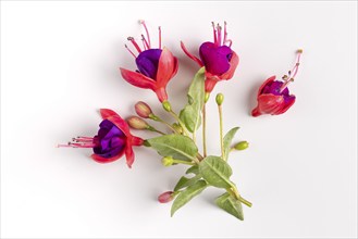 Close-up of fuchsia flowers in purple and red on a white background