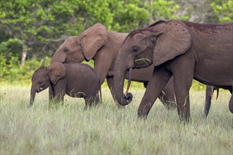 African forest elephants (Loxodonta cyclotis) in a clearing in Loango National Park, Parc National