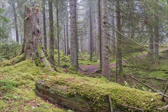 Natural old spruce forest with a moss covered tree log and a tree stump at autumn, Sweden, Europe