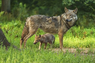 Wolf (Canis lupus), wolf with pup, summer, Germany, Europe