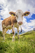 Close-up of a cow on a pasture with mountains and cloudy sky in the background, Penken, Zillertal.