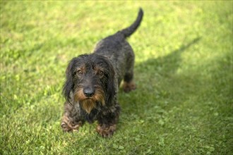 Rough-haired dachshund (Canis lupus familiaris) puppy, male, 3 years, standing in a meadow,