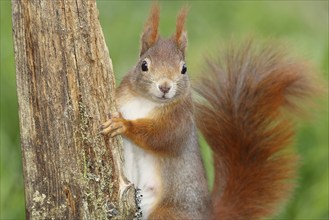 Eurasian red squirrel (Sciurus vulgaris) adult animal, animal portrait, head portrait, mammal,