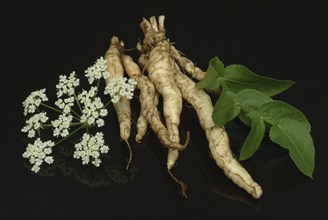 Vegetable, plant, food, agriculture, horticulture, root of the sugar root, Sisum sisarum, Sium,