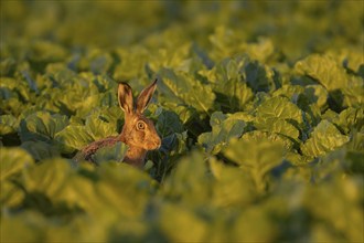 Brown hare (Lepus europaeus) adult animal in a farmland sugar beet field in the summer, Suffolk,