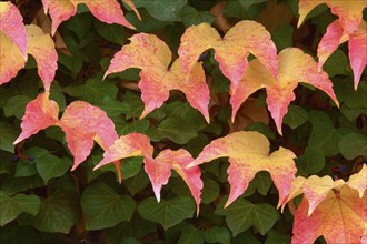 Wild Vine Red and yellow autumn leaves cover a wall and create a colourful, natural texture,