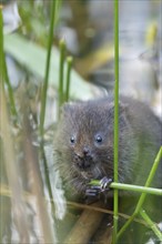 Water vole (Arvicola amphibius) adult animal feeding on a reed plant stem in a pond in the summer,