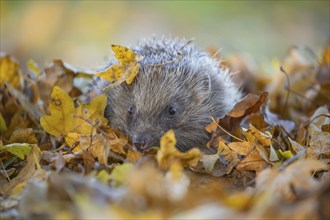 European hedgehog (Erinaceus europaeus) adult animal amongst fallen autumn leaves, Suffolk,