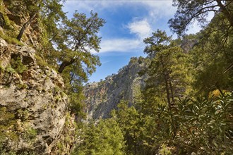 A sunny forest landscape with high rocks and densely overgrown trees under a blue sky, Agia Irini