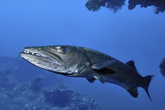 Adult Great barracuda (Sphyraena barracuda) solitary living fish predator has slightly open mouth