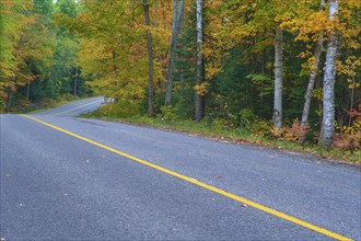 Road winds through an autumn forest with colourful foliage and a yellow centre line, Autumn,