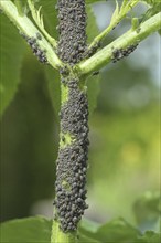 Black elderberry aphids (Aphis sambuci) colony on elderberry stems (Sambucus) Allgäu, Bavaria,