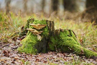 Tinder fungus (Fomes fomentarius) growing an a tree trunk, Forest, Slovakia, Europe