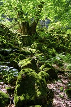 Block heap, in the mountain forest, Milseburg, near Hofbieber, Kuppenrhön, Rhön, Hesse, Germany,