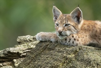 Young lynx (Lynx lynx), Haltern, North Rhine-Westphalia, Germany, Europe