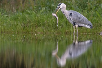 Grey heron (Ardea cinerea) with fish as prey, Aviemore, Scotland, Great Britain