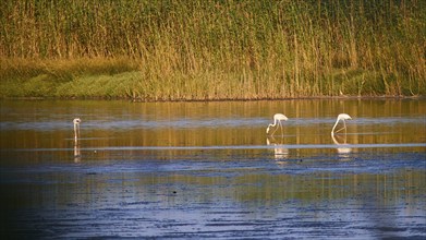 Two flamingos (phoenicopteri) in shallow water, surrounded by dense reeds, Strofilia biotope,