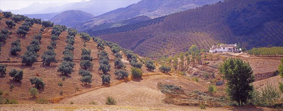 Landscape with Olive Groves in Granada Province, Andalusia, Spain, Southern Europe. Scanned slide,