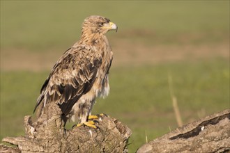 Juvenile Iberian Eagle, Spanish Imperial Eagle (Aquila adalberti), Extremadura, Castilla La Mancha,