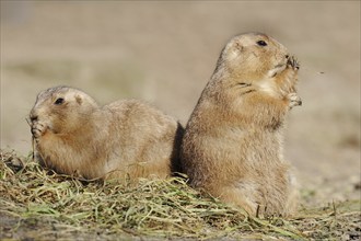 Black-tailed prairie dogs (Cynomys ludovicianus), captive, occurring in North America