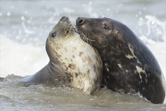 Grey seal (Halichoerus grypus) two adult animals courting and playing together in the surf of the