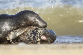 Grey seal (Halichoerus grypus) two adult animals courting and playing together on a seaside beach,